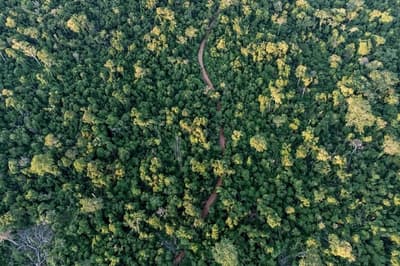 Peña da luz verde a la Ley de Créditos de Carbono: ¿Es todo verde?