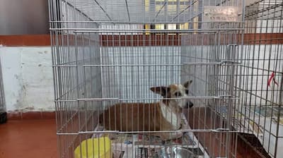 Adopta un perrito: 30 mascotas buscan hogar en Defensa Animal