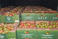 Paraguay exporta por primera vez 28 toneladas de tomate a Brasil