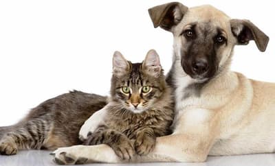 Proyecto del Ejecutivo busca elevar a 10 años de cárcel la pena por maltrato animal