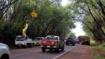 Limpian, podan y mantienen el tradicional Túnel Verde de Santa Rita