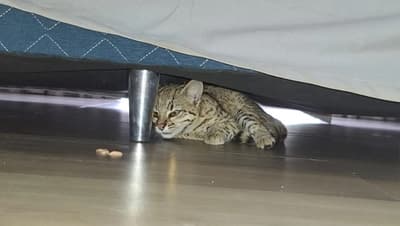 Familia encuentra un tirika escondido bajo la cama en CDE