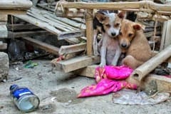 Animales abandonados: alertan sobre riesgos para la comunidad