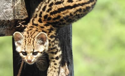 Denuncian robo de tirika en Zoológico de Asunción