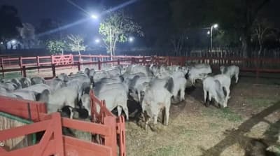 Senabico subasta más de 1.100 cabezas de ganado de “Lalo” Gomes