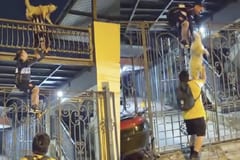 Rescatan a perrito atrapado con una escalera humana