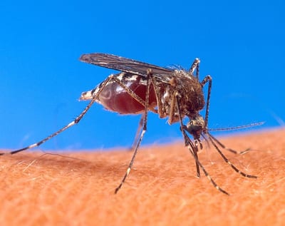 Dengue serotipo 3: Salud Pública alerta sobre posible ingreso al país