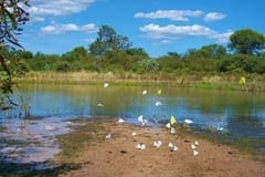 Ambientalistas alertan sobre riesgos en Médanos del Chaco