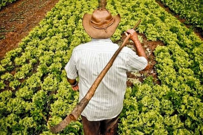 Agricultura familiar: ¿conviene producir para vender o para autoconsumo?
