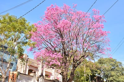 Lapachos en flor posicionan a Paraguay como atractivo turístico