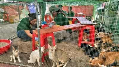 Rescatan casi 400 gatos en Vietnam tras operativo contra tráfico de animales