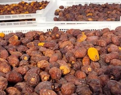 Paraguay prepara exportación de dátiles chaqueños a Brasil