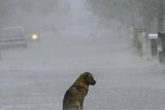 Dejar a tu perro bajo la lluvia podría costarte una multa de hasta G. 58 millones