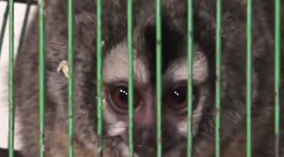 Rescate en Luque: Dos monos nocturnos salvados del tráfico