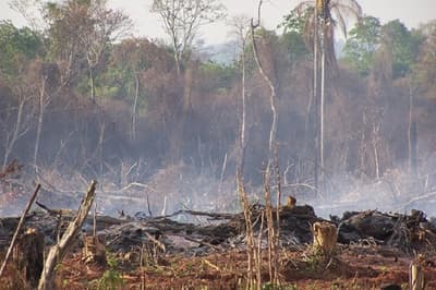 Preparan caravana contra la deforestación