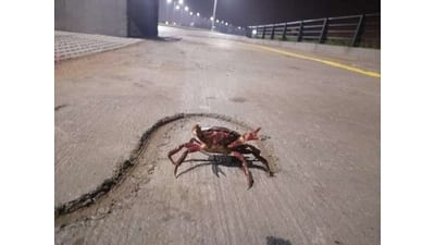 Migración de cangrejos rojos sorprende en la Costanera Sur