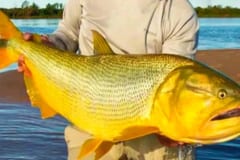 Refuerzan controles para proteger cardumen de dorados