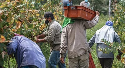 Ministerio de Trabajo impulsa empleo agrícola en España
