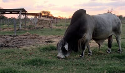 Paraguay, entre los países que más deforestan para producir carne