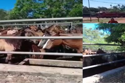 Luque: hallan 46 caballos listos para faena y detienen a dos personas