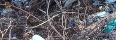 Boas constrictoras sorprenden en colegio de San Antonio