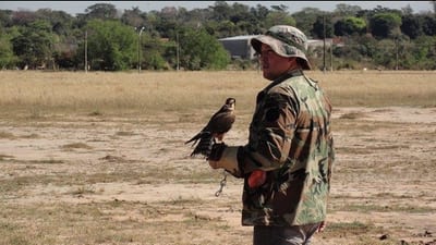 DINAC intensifica medidas contra impacto de aves, pero cetrería sigue pendiente