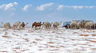Nevada histórica cubre el desierto de Arabia Saudita