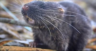 Un ratón que nada y 27 nuevas especies fueron descubiertas en Perú