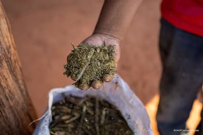 Comunidad ava guaraní preserva yerba mate ante crisis climática
