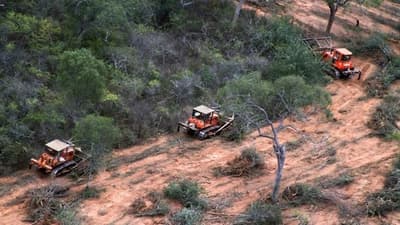 Bosques del Chaco siguen desapareciendo