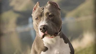 Cámara Baja aprueba ley para regular tenencia de “perros potencialmente peligrosos”