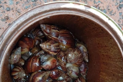 Invasión de caracoles preocupa a vecinos de Capiibary
