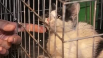 Rescatan a un gatito atrapado en el viaducto de Ñu Guasu