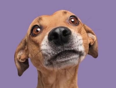Día Mundial del Perro Sin Raza: amor sin pedigree