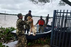 Armada rescata animales por inundaciones en Ayolas