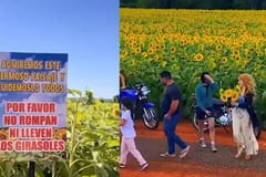 Denuncian robo de girasoles en Caaguazú y anuncian restricciones a visitantes