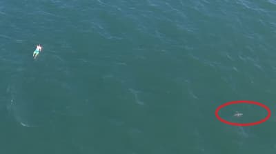 Infringió reglas de tránsito, se tiró al mar y nadó con un tiburón