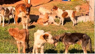 Rescatan perros de vivienda insalubre en Ypané