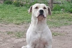 Investigan a asistente fiscal por presuntamente matar a un perro de 11 disparos