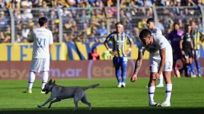 Perrito interrumpe partido en Argentina y se vuelve viral