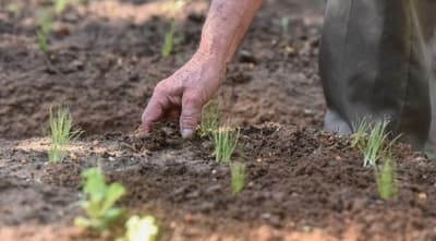 Huertas terapéuticas revitalizan a adultos mayores en asilo