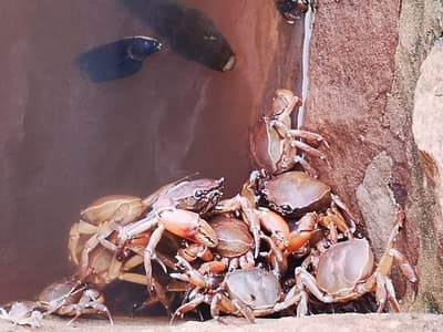 Afirman que se comercializan y hasta consumen peces muertos en Itá Enramada