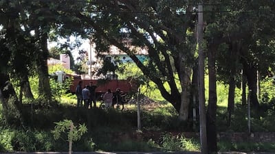 Ciudadanos presentan recurso de amparo para frenar tala de 100 árboles