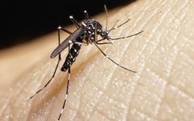 Encarnación: Dengue causa cuatro muertes y 24 internados graves