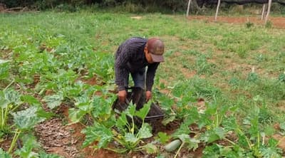 El zucchini paraguayo llega al mercado de Concepción