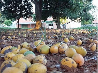 ¿Cómo evitar que los mangos se dañen antes de madurar?