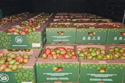 Paraguay exporta por primera vez 28 toneladas de tomate a Brasil