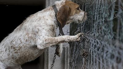 Ley de protección animal endurece penas contra maltratadores