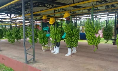 Bananeros de Guajayví alertan por pérdidas económicas