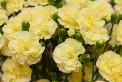Mercado 4: alta demanda obliga a teñir flores naturales